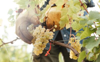 Discover the Magic of Winemaking in Kent this 2024 Harvest Season