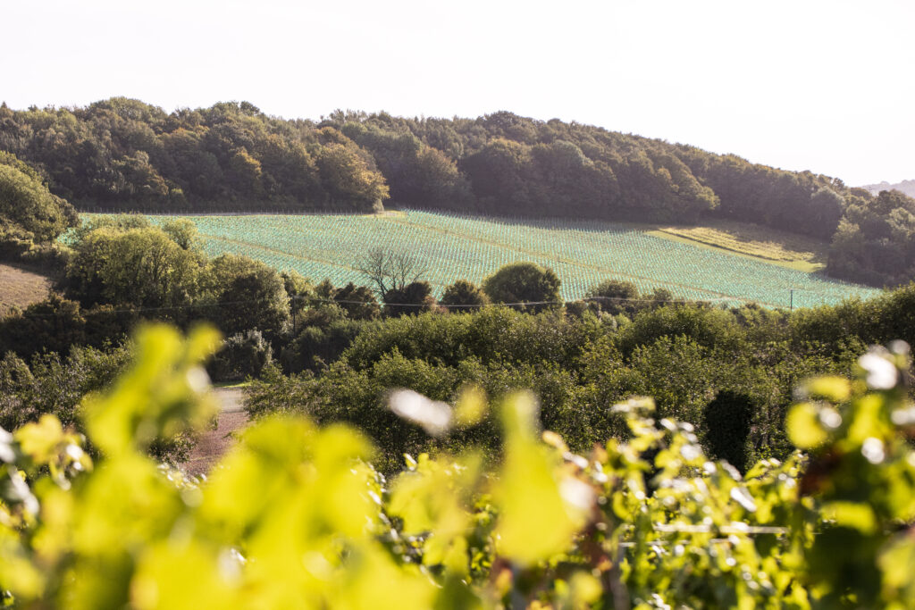 Opulence x Domaine Evremond Vineyard Image