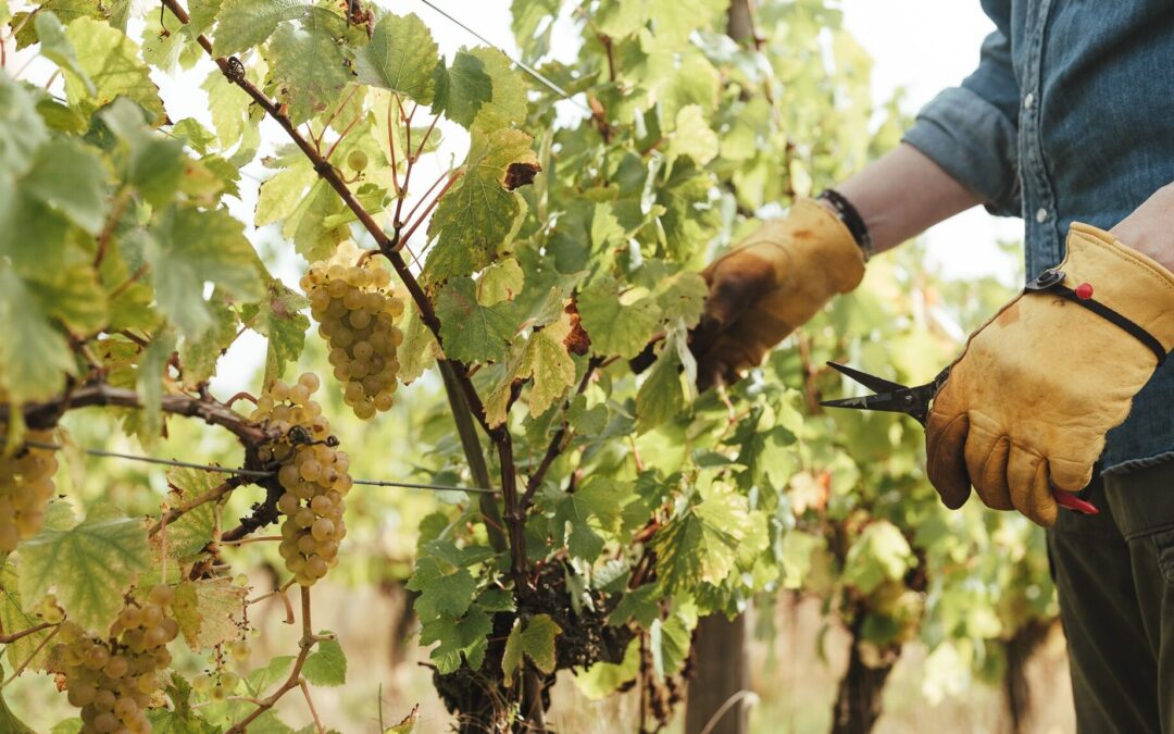 Why English Sparkling Wine Is Gaining Global Recognition