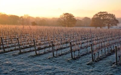 Spring Frost in English Vineyards: A Hidden Risk Behind Every Bottle