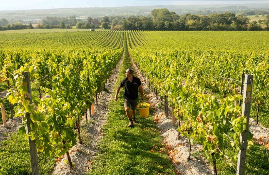Chapel Down harvest corporate event experience 