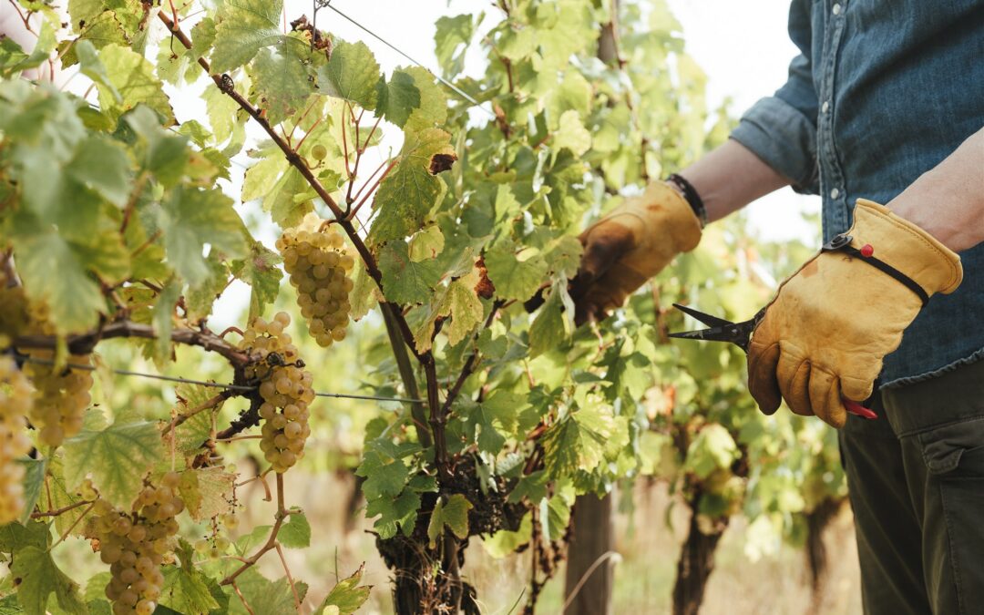 How to Organise a Corporate Vineyard Day That Feels Effortless