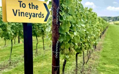 Corporate Wine Tasting in Kent: Why Vineyards Make Brilliant Business Events