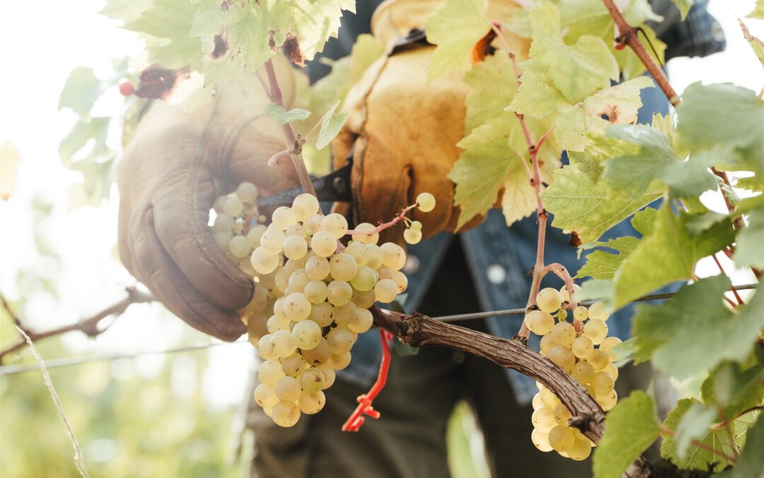 Harvest Season in Kent: One of the Most Exciting Times to Visit an English Vineyard