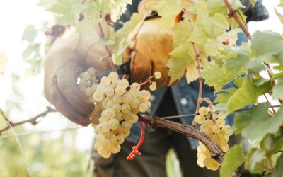 Harvest Season in Kent: One of the Most Exciting Times to Visit an English Vineyard